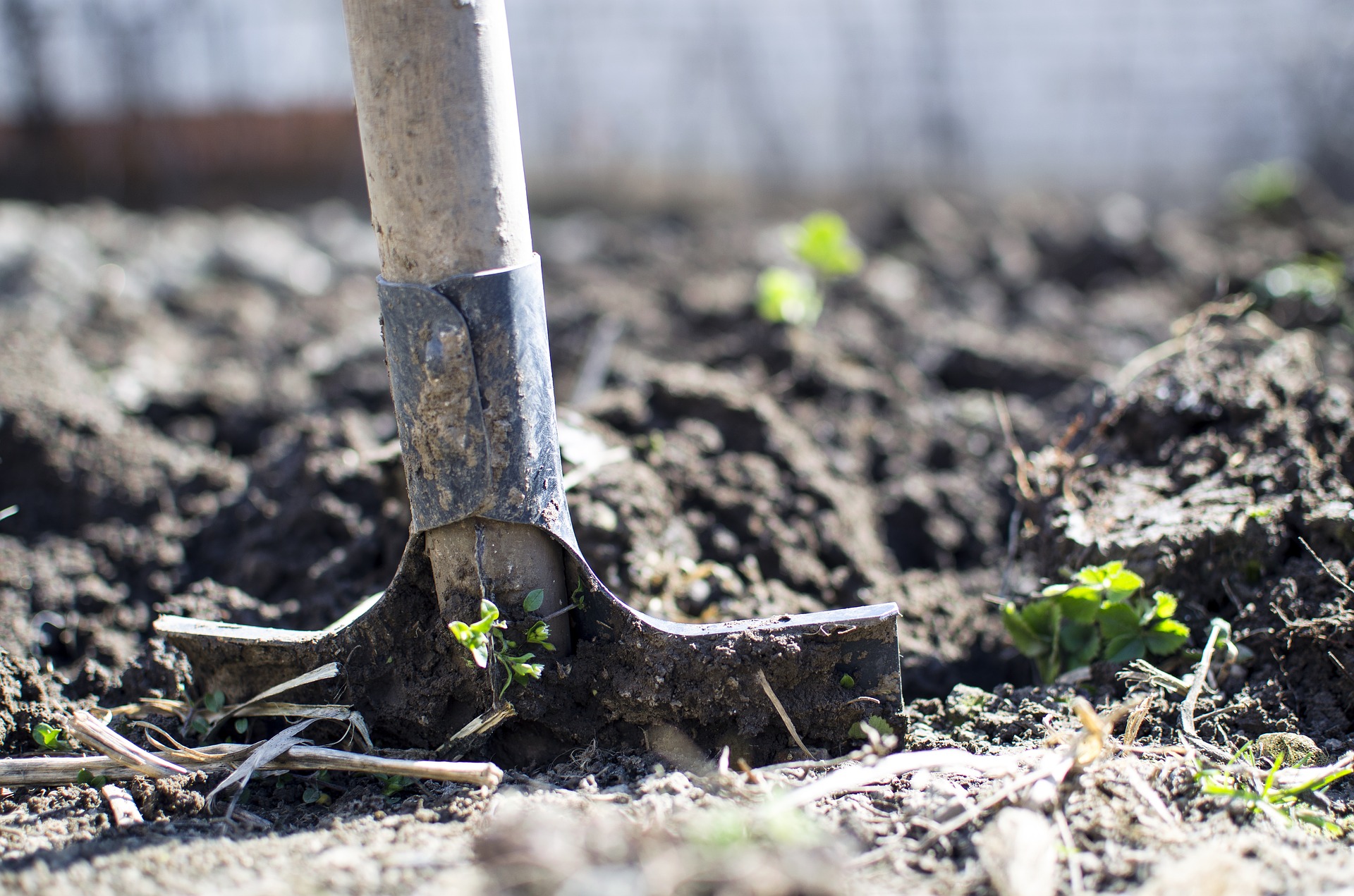 plan your vegetable garden, then dig in