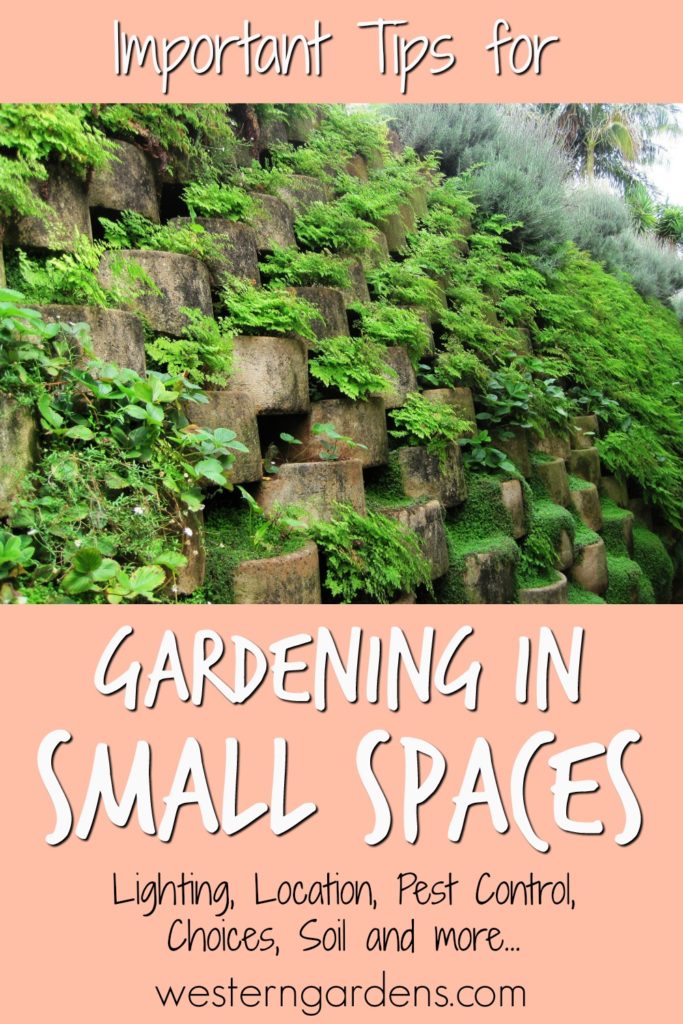 tips for gardening in small spaces