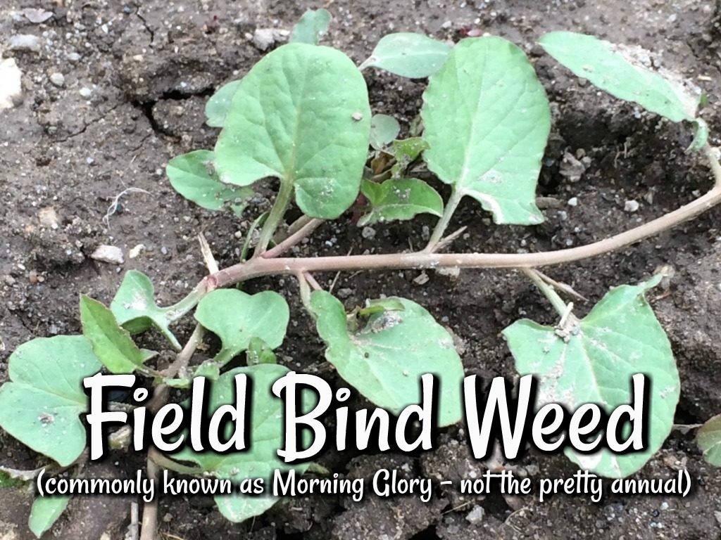 Field bind weed morning glory