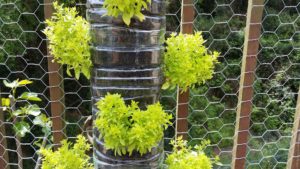 vertical gardening using plastic bottle