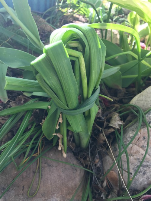 hyacinth bulb leaves bent over to finish dying