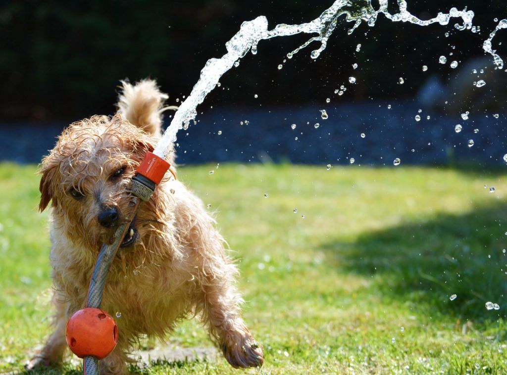 dog with hose in mouth