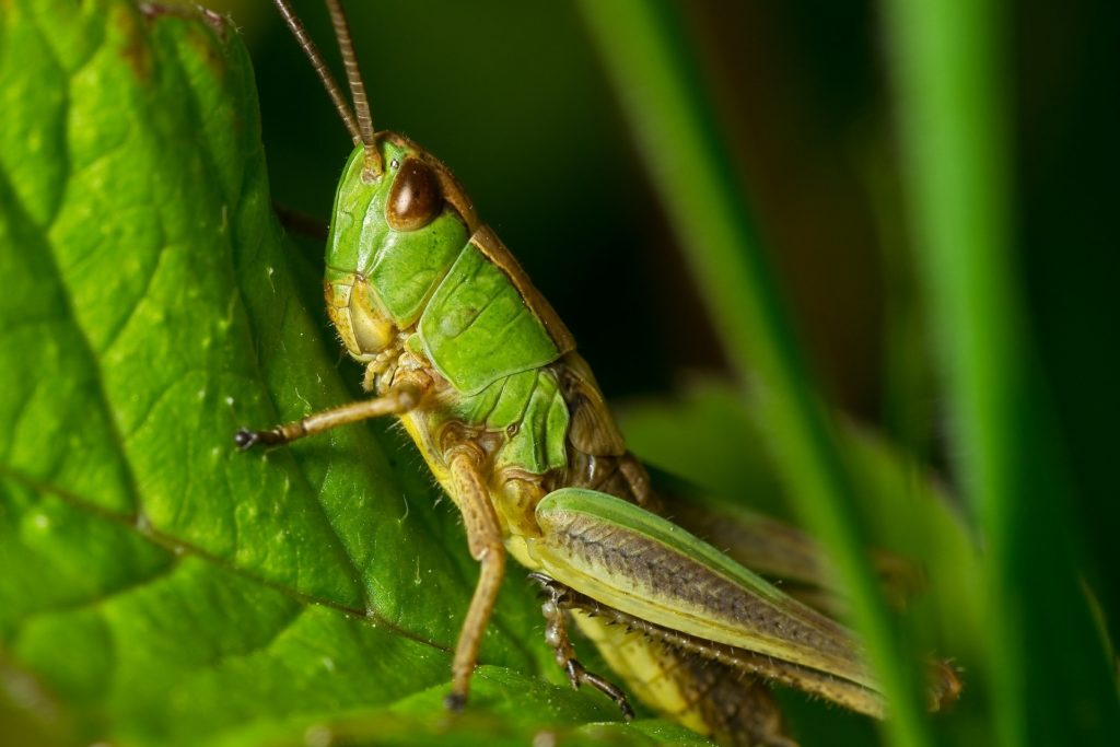 grasshoppers need to be controlled when young