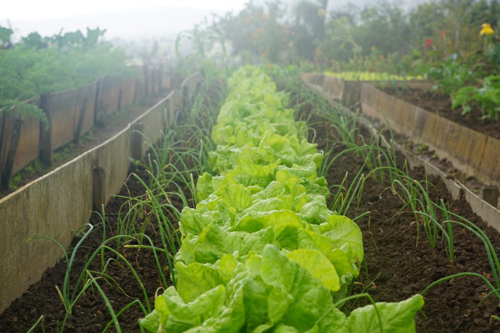 vegetable garden plan with lettuce and onion