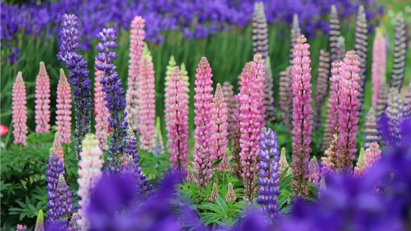 pink white and purple lupine standing very tall in the garden. poisonous plant