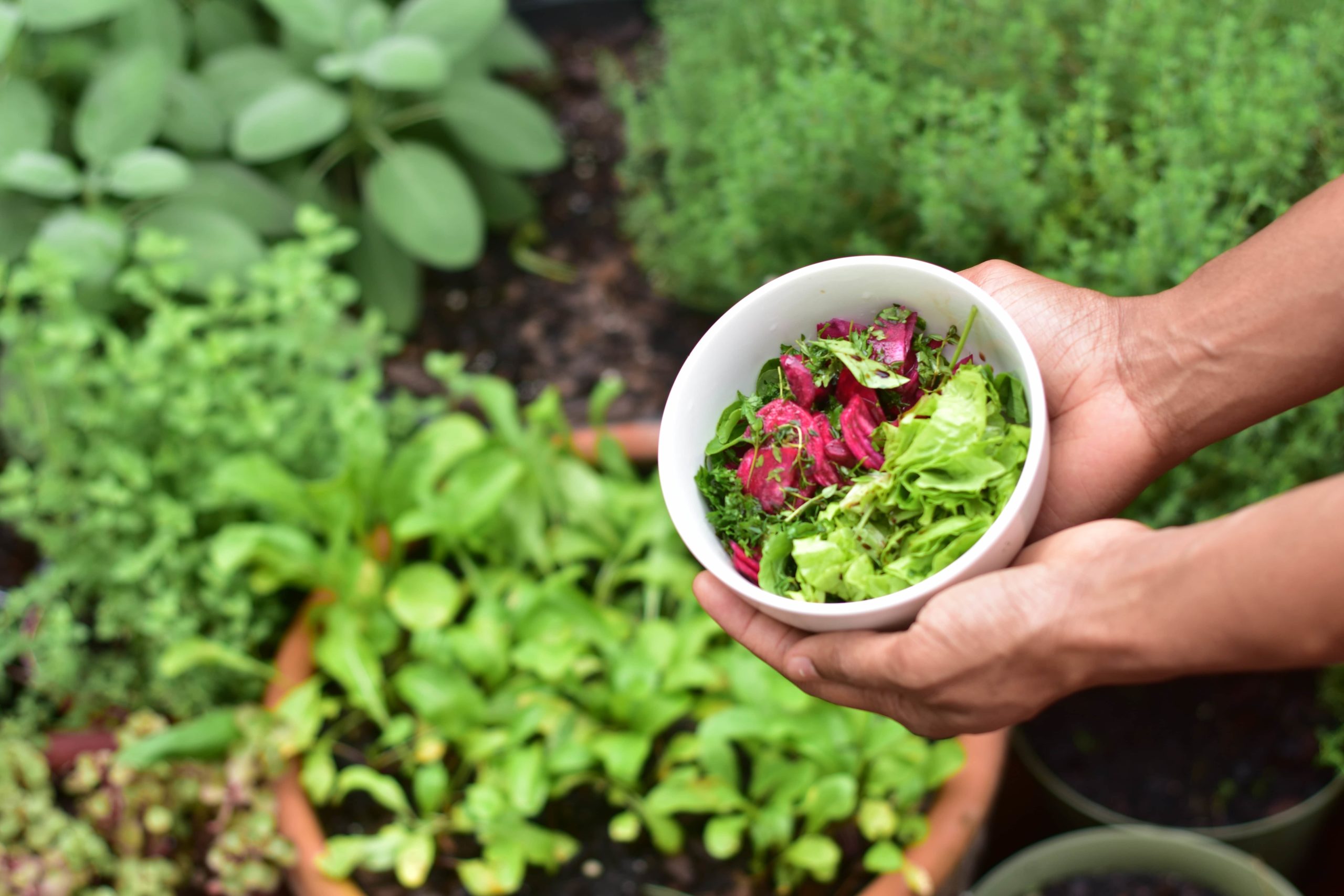Harvesting your vegetable garden