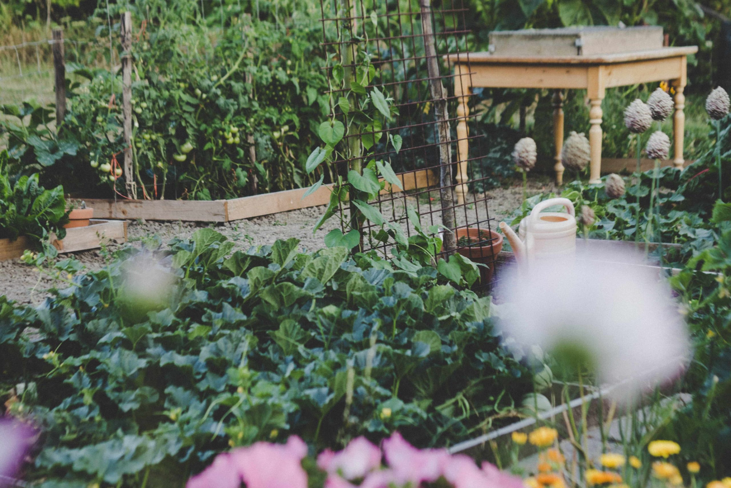 plan a vegetable garden that looks great
